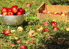 Яблоки удобряют страховкой Яблоки удобряют страховкой